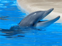 A bottlenose dolphin