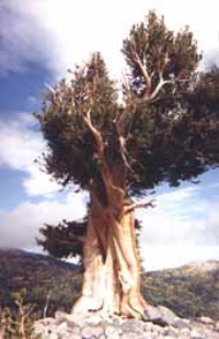 A bristlecone pine in the Great Basin National Park A bristlecone pine in the Great Basin National Park