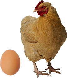 Which came first — the chicken or the egg?