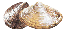 Clams