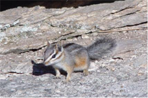 A Cliff Chipmunk in Saguaro National Park in Arizona