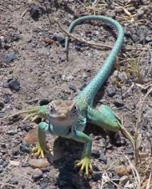 A collared lizard A collared lizard