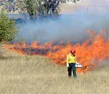 Firefighter lighting grass using a drip torch