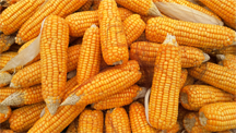 Corn