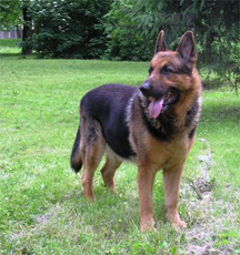 A German Shepherd in a calmer moment