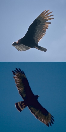 A Turkey Vulture and its mimic, a Zone-Tailed Hawk A Turkey Vulture and its mimic, a Zone-Tailed Hawk