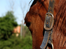 A horse A horse