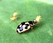 A P-14 lady beetle devours a pea aphid A P-14 lady beetle devours a pea aphid