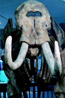 A Mastodon skeleton A Mastodon skeleton