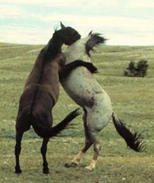 Mustang stallions fighting Mustang stallions fighting