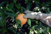 Shaking an orange tree Shaking an orange tree