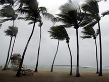 Palm trees blowing in a hurricane