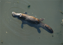 Platypus swimming