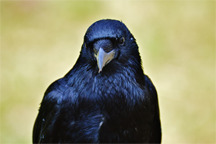 A raven