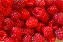 Red raspberries