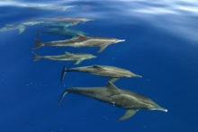 Rough-toothed dolphin Rough-toothed dolphin