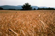 A field of Cereal Rye A field of Cereal Rye