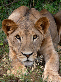 Lion, ready to spring, in Samburu National Reserve, Kenya. Lion, ready to spring, in Samburu National Reserve, Kenya.