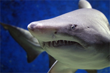 A shark of unspecified species A shark of unspecified species