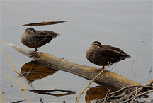 Sleeping ducks