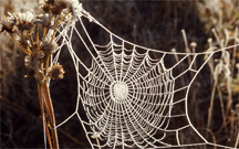 A frost-covered spider web A frost-covered spider web