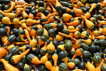 The squash harvest