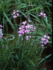 Witchweed (striga hermonthica) a parasitic plant