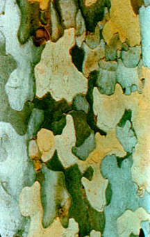 The bark of the American Sycamore The bark of the American Sycamore