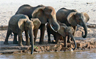 An elephant family drinking, Samburu National Reserve Kenya An elephant family drinking, Samburu National Reserve Kenya