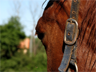 A horse A horse