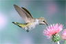 A hummingbird feeding on the nectar of a flower A hummingbird feeding on the nectar of a flower