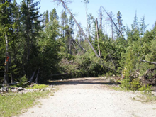 Timber blowdown in the Beaverhead-Deerlodge National Forest