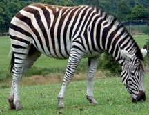 A captive zebra of the species Equus quagga (plains zebra) A captive zebra of the species Equus quagga (plains zebra)
